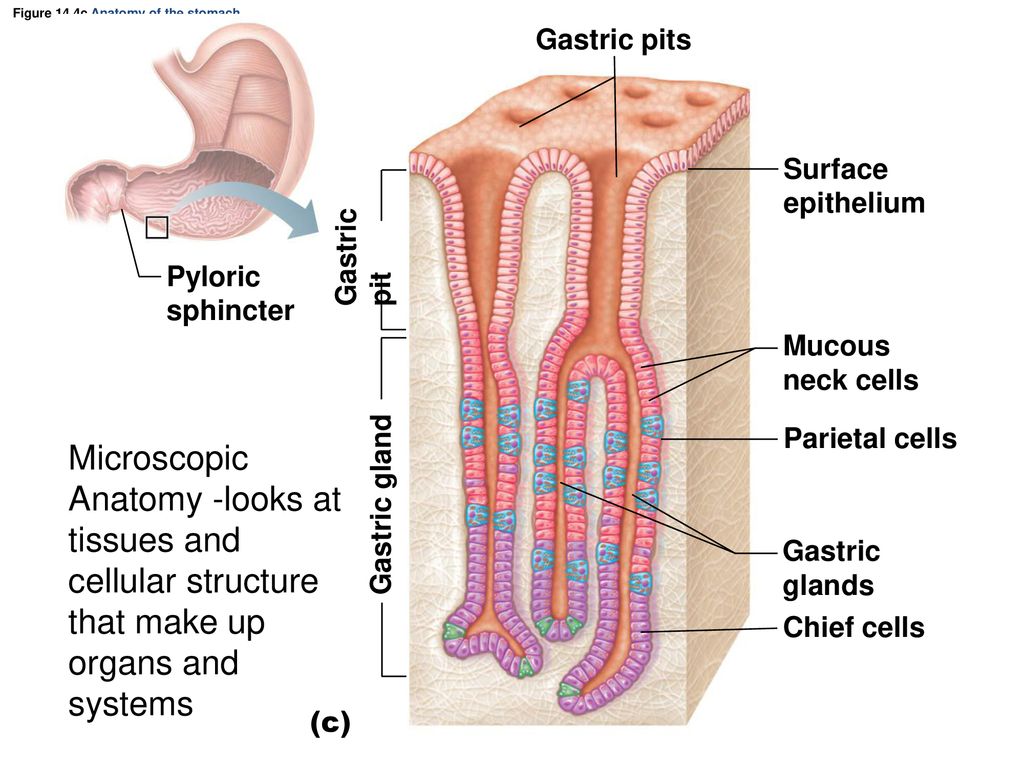 Ch 1 An Orientation To The Human Body Ppt Download