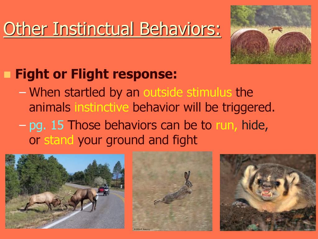 Pg. 13. Animal Traits and Behaviors that Enhance Survival - ppt download