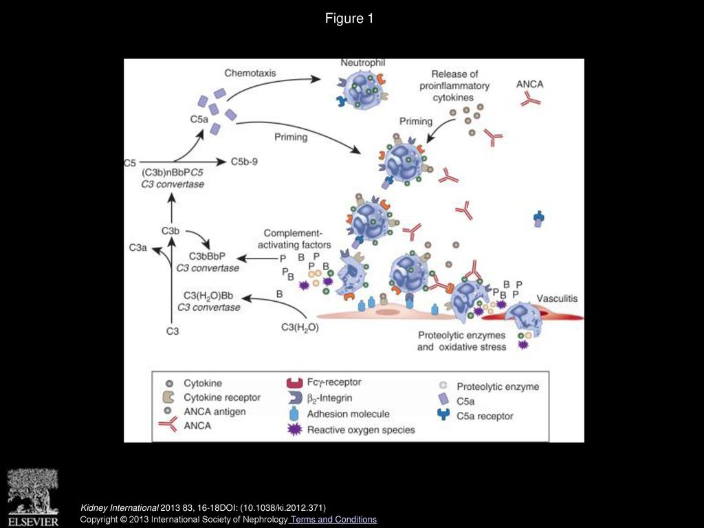 Cees G.M. Kallenberg, Peter Heeringa Kidney International - Ppt Download