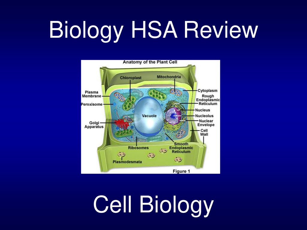 Biology HSA Review Cell Biology