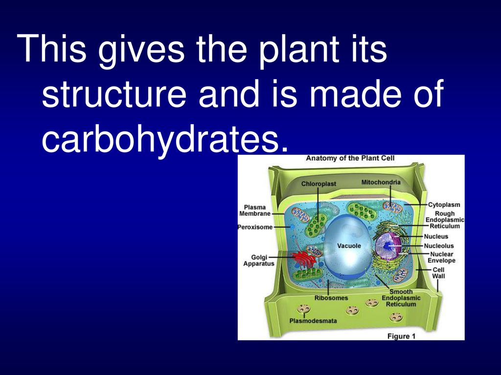 This gives the plant its structure and is made of carbohydrates.