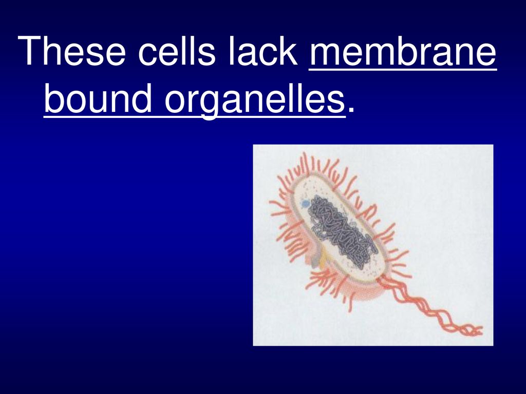 These cells lack membrane bound organelles.