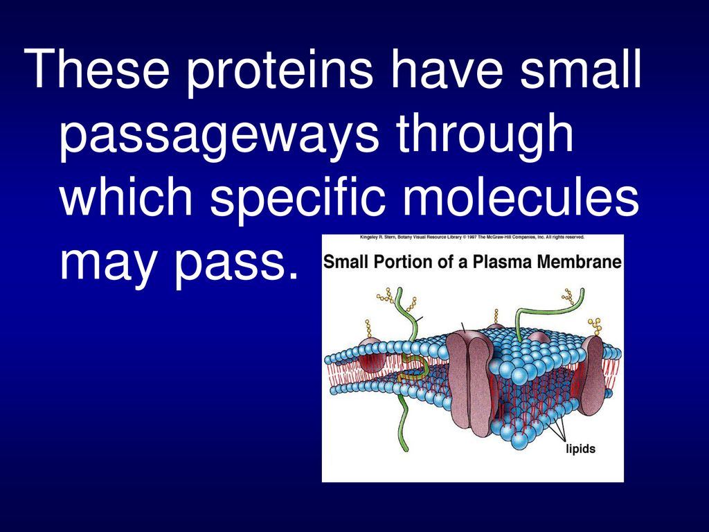 These proteins have small passageways through which specific molecules may pass.