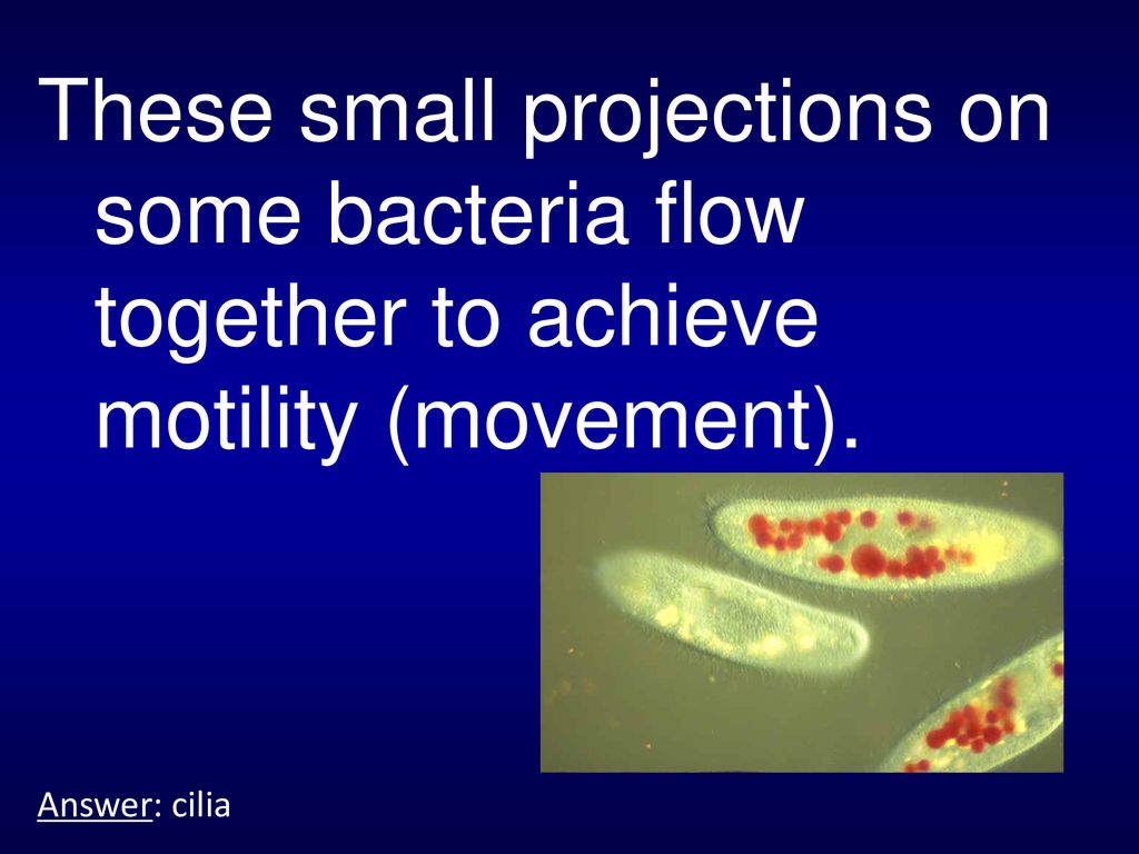These small projections on some bacteria flow together to achieve motility (movement).