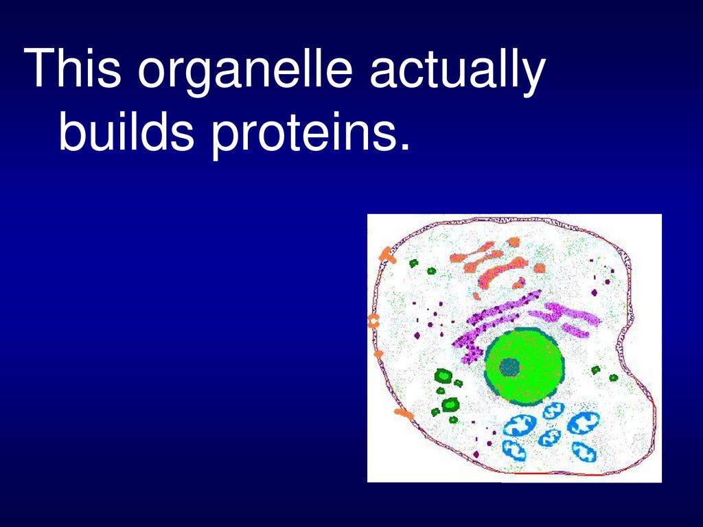 This organelle actually builds proteins.