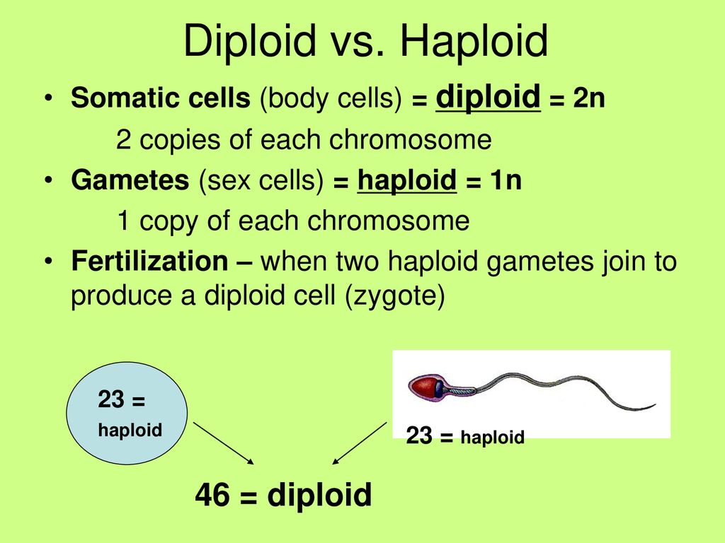 Meiosis Basic Info. Biology Diagrams