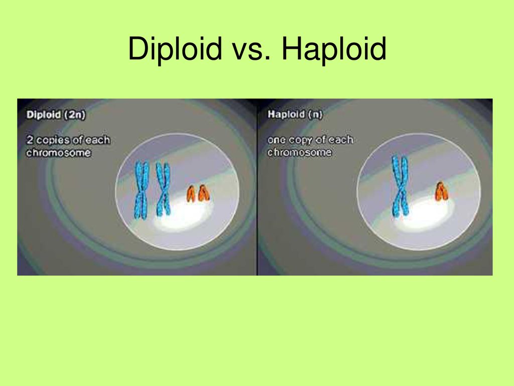 Meiosis Basic Info. Biology Diagrams