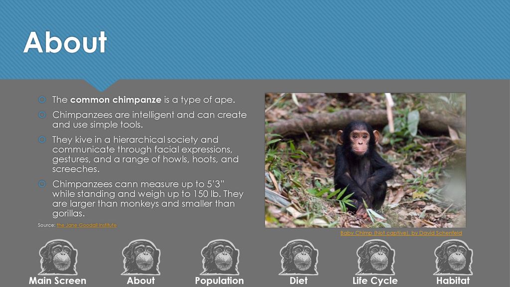 Chimpanzees. - ppt download
