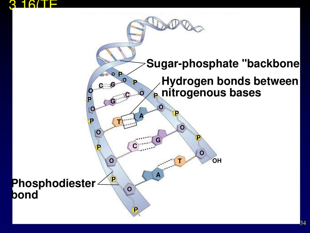 The Chemical Building Blocks Of Life - Ppt Download