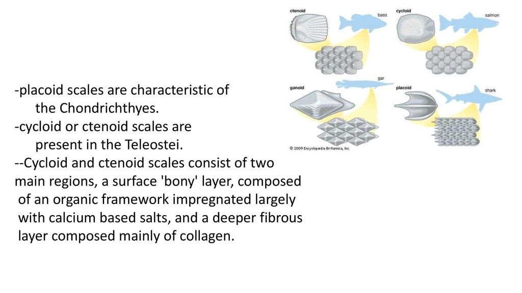 Placoid（denticles) --toothlike, being made of dentin with a pointed ...