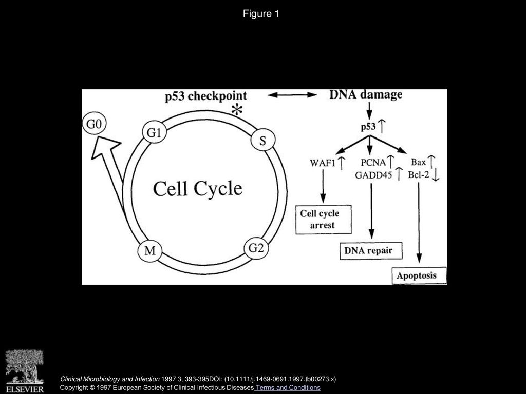 Interactions between cytomegalovirus and the p53 tumor suppressor gene ... Biology Diagrams