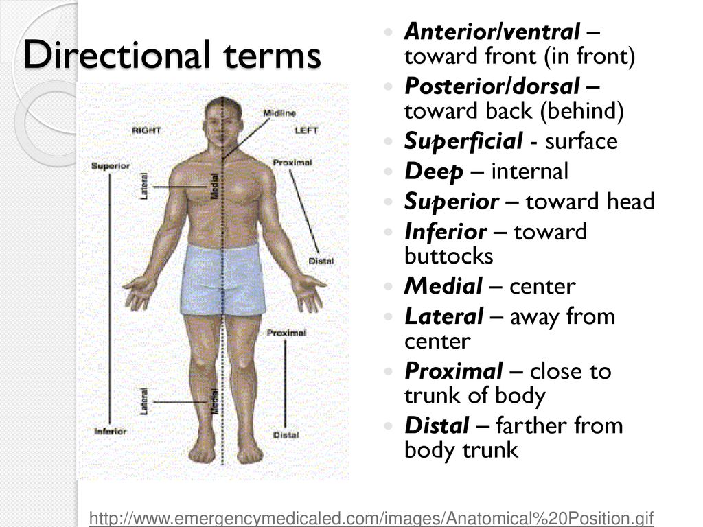 Anatomical terms Language of anatomy. ppt download
