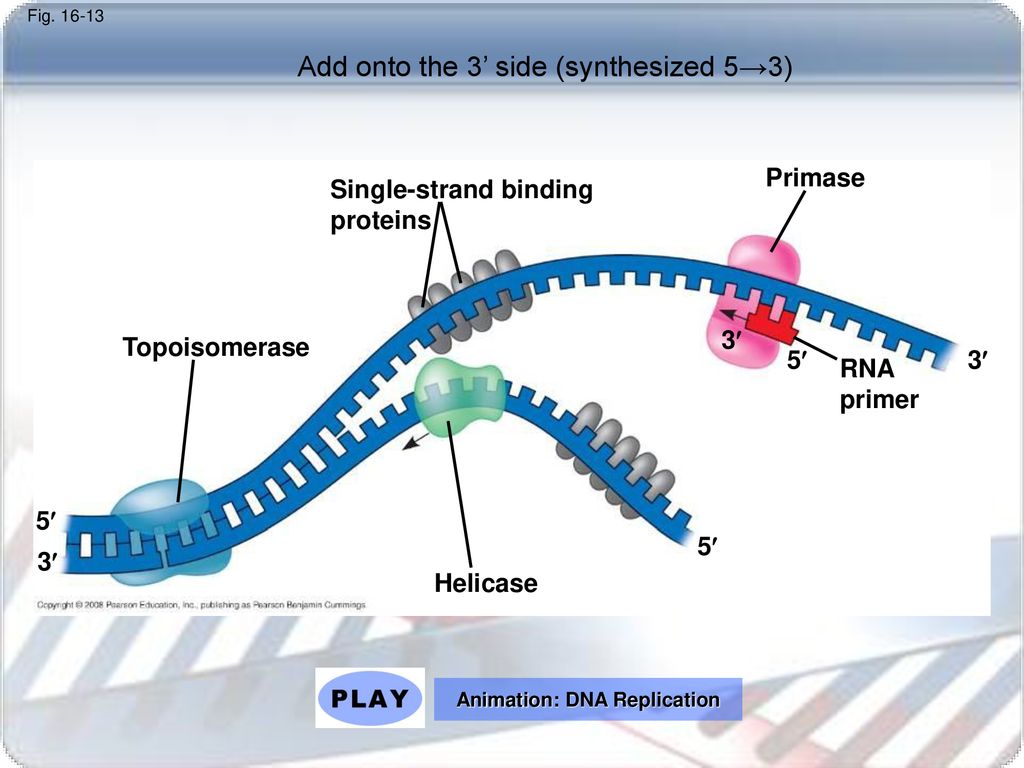 DNA REPLICATION. - ppt download