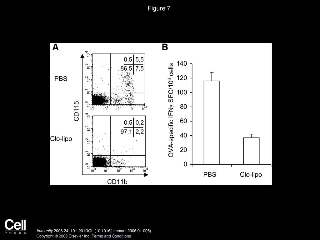 Figure 7 Injection of Clodronate Liposomes Impairs OVA-Specific CD8+ T Cell Priming in B6 Mice.