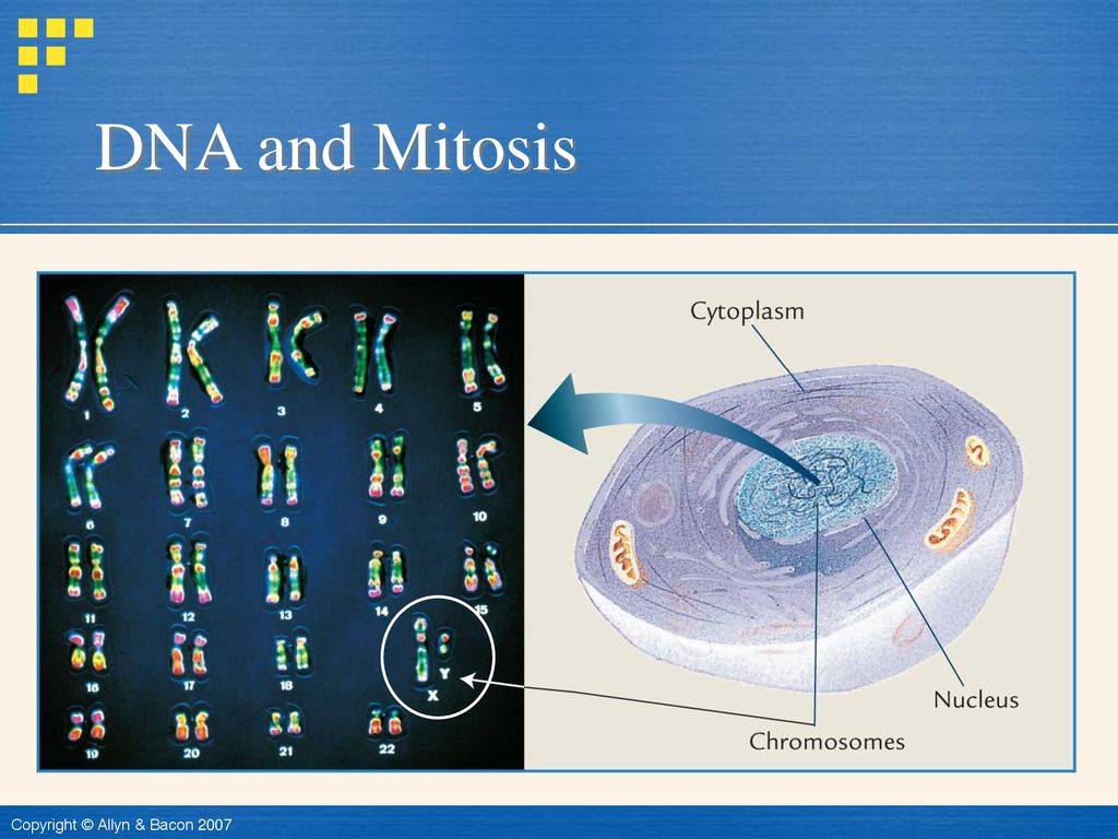 The Developing Person Through the Life Span 8e by Kathleen Stassen ... Biology Diagrams