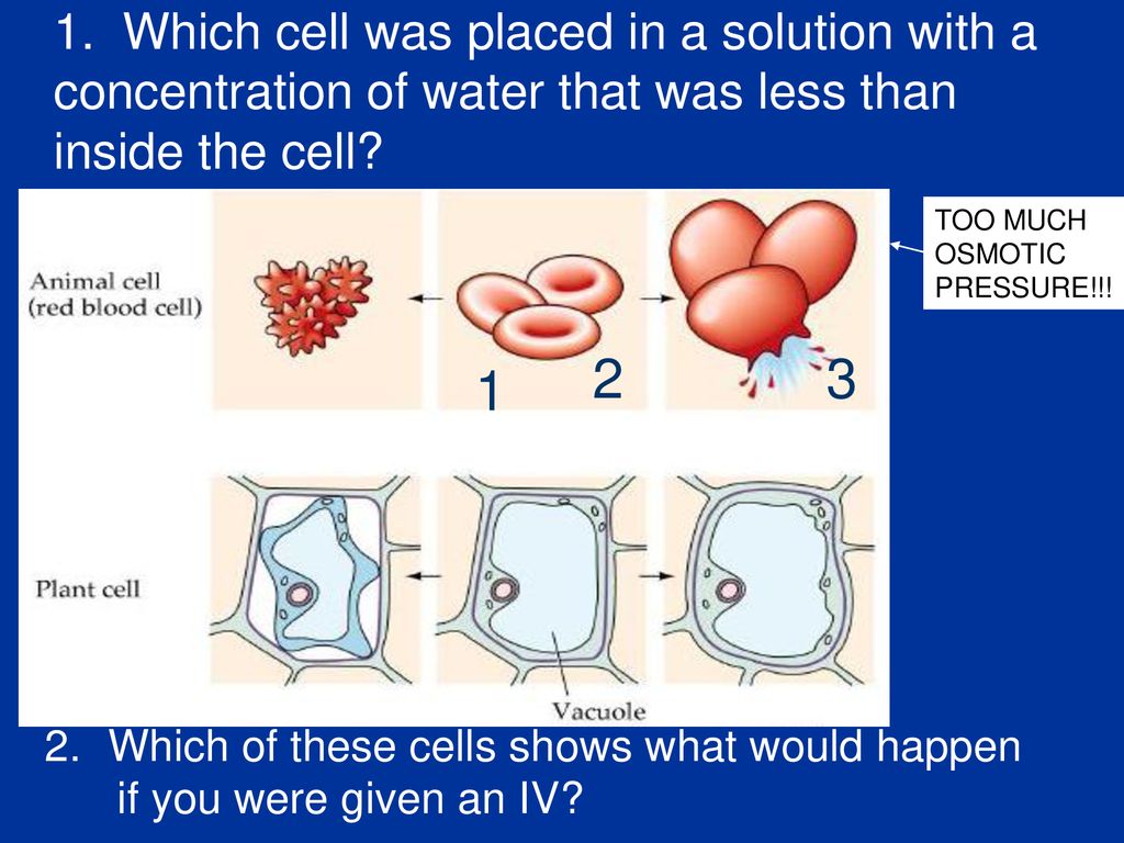 1. Which cell was placed in a solution with a concentration of water that was less than inside the cell