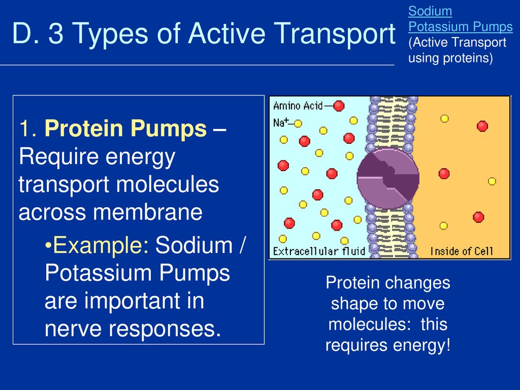 D. 3 Types of Active Transport