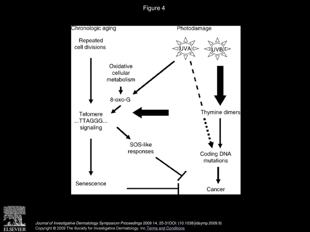 Mediated Effects on Melanogenesis and Skin Aging Biology Diagrams