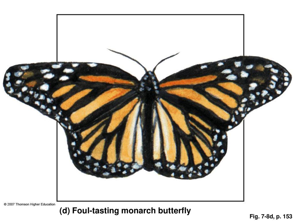 (d) Foul-tasting monarch butterfly