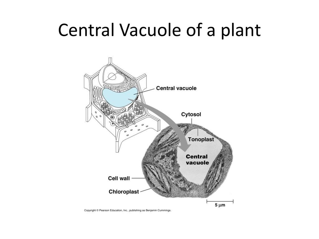Central Vacuole of a plant
