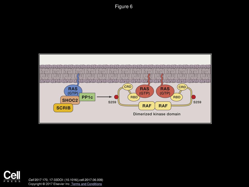 RAS Proteins and Their Regulators in Human Disease - ppt download