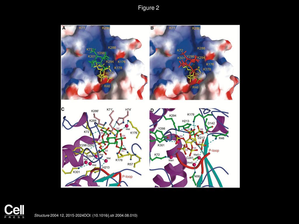 Figure 2 Overall Binding Mode of Sulfated Phytate with S. ruminantium Phytase.