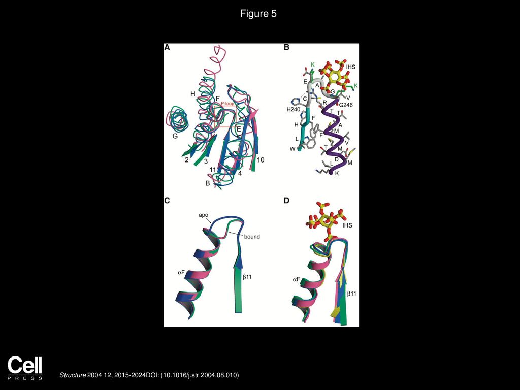 Figure 5 Structural Comparison of the S. ruminantium Phytase with Other Phosphatases.