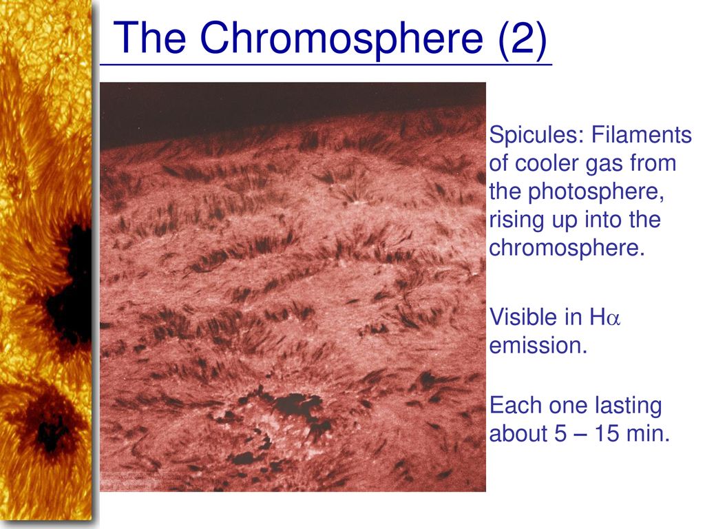 The Chromosphere (2) Spicules: Filaments of cooler gas from the photosphere, rising up into the chromosphere.