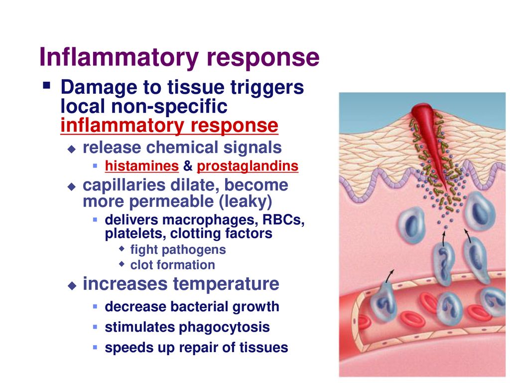 Fighting the Enemy Within! Immune / Lymphatic System Biology Diagrams