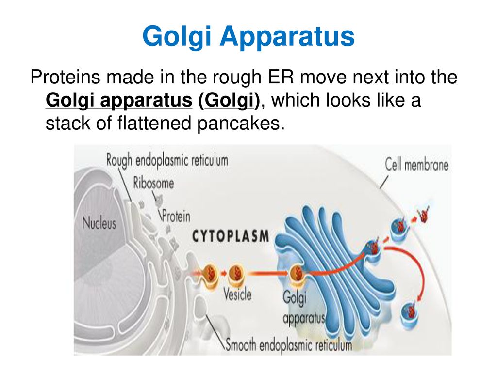 7.2 – Cell Structure Plant Cell Animal Cell. Biology Diagrams