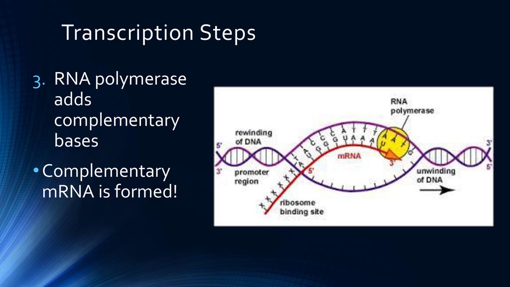 Dna Rna And Protein Synthesis Ppt Download