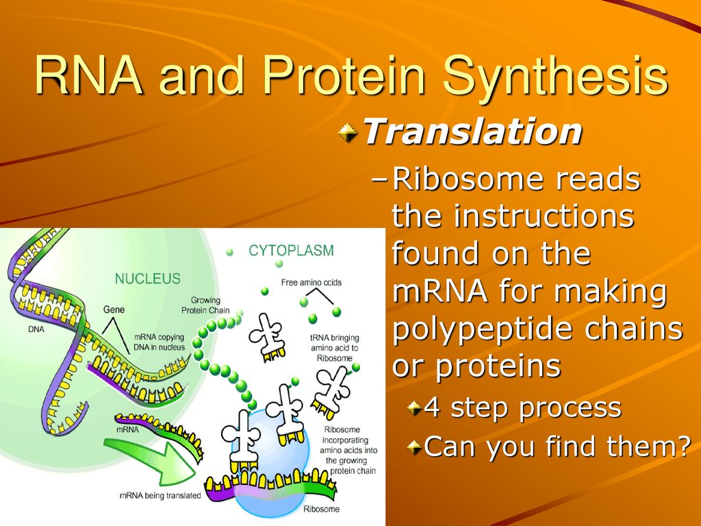 From DNA to Protein Chapter 8 Mr. Scott. ppt download