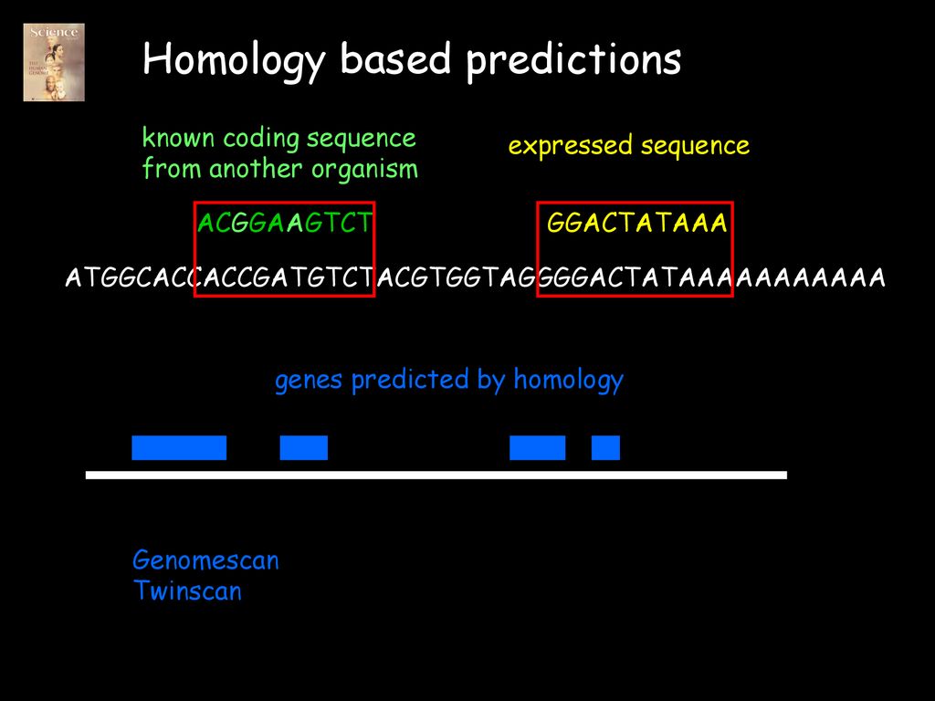 Genome Annotation and the Human Genome - ppt download