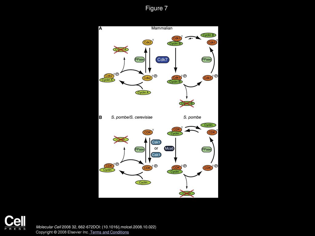Volume 32, Issue 5, Pages (December 2008) Biology Diagrams
