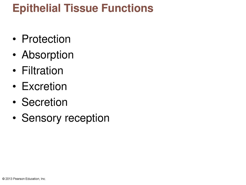 Epithelial Tissue Functions