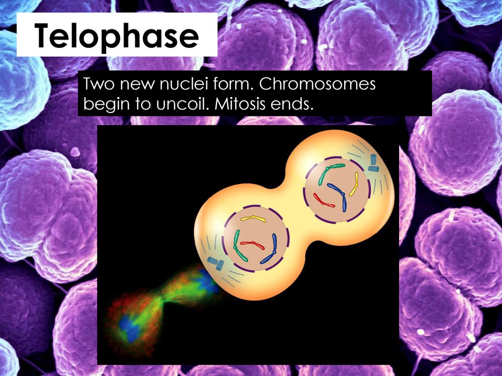 Asexual Reproduction. Biology Diagrams