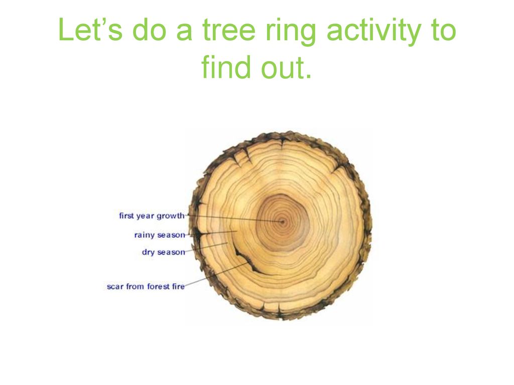 Tree, ring, growth, age, concentric - free image from needpix.com