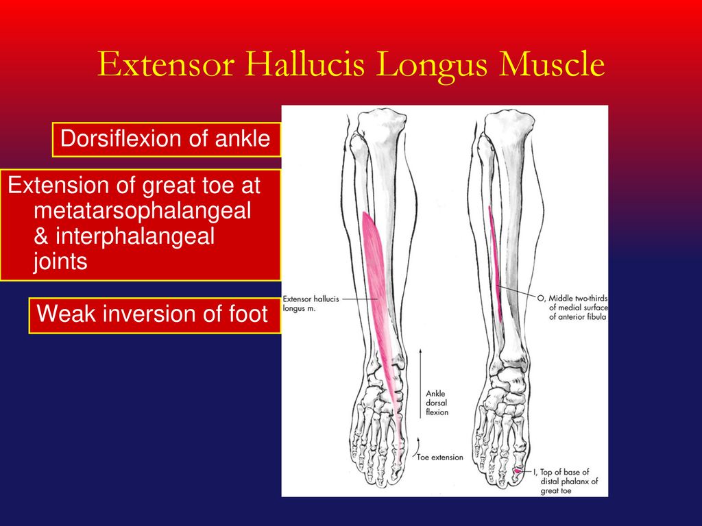 The Ankle and Foot Joints - ppt download