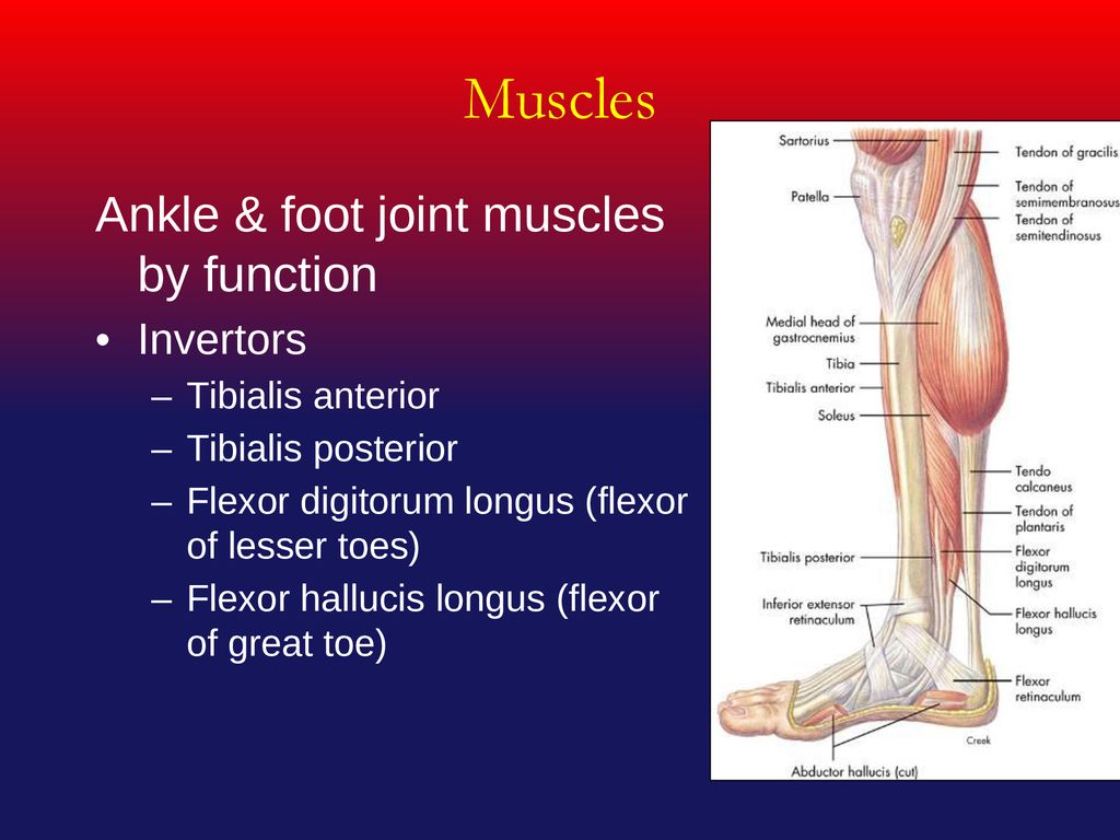 The Ankle And Foot Joints Ppt Download