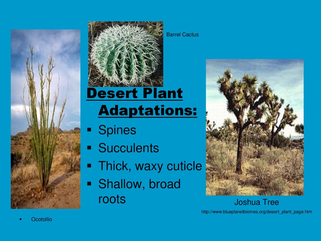 World Biomes Follow along with your note packet to add/modify any notes ...