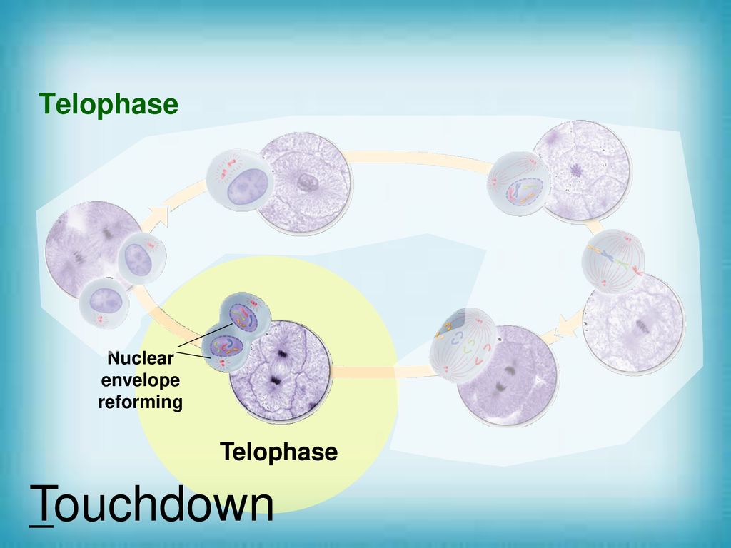 Cell Division. Biology Diagrams