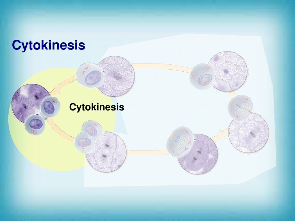 Cell Division. Biology Diagrams