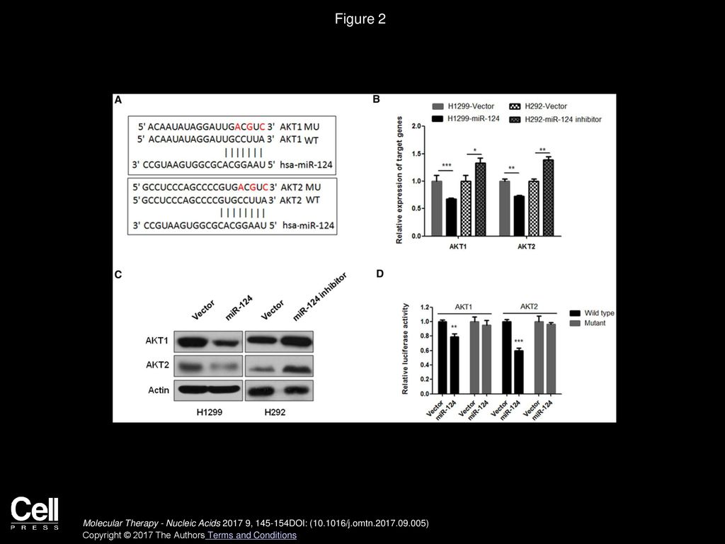 Figure 2 miR-124 Negatively Regulates the Expression of Akt1 and Akt2 by Directly Binding to Their 3′ UTRs.