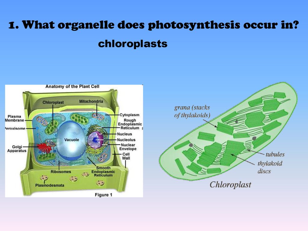 Photosynthesis And Cell Respiration Ppt Download   1. What Organelle Does Photosynthesis Occur In 