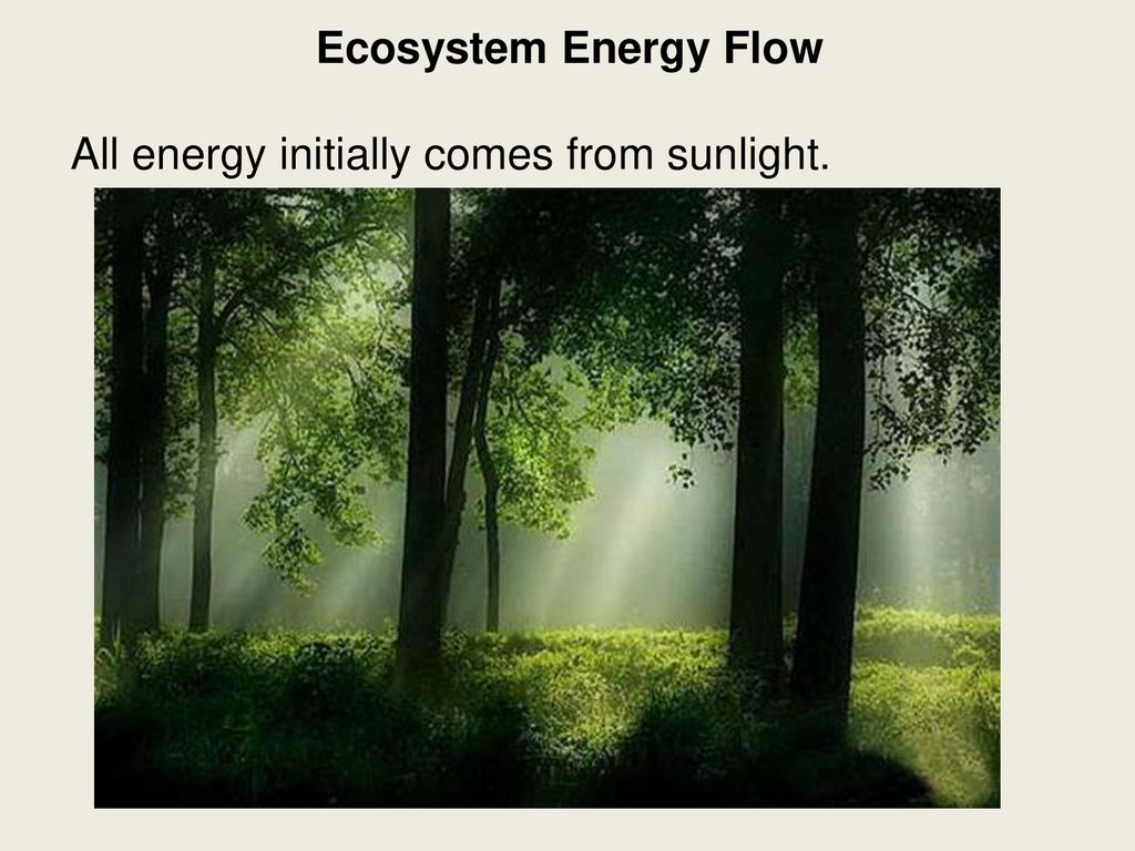 Ecosystem Energy Flow All energy initially comes from sunlight. - ppt ...