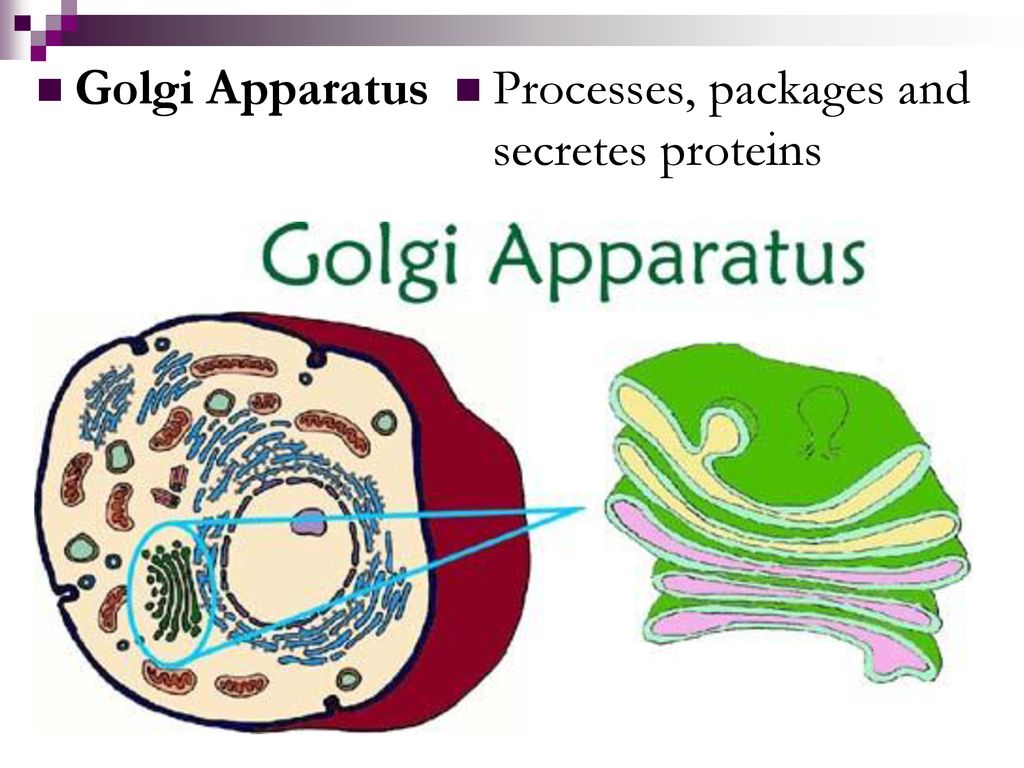 Eukaryotic Cell Structures Biology Diagrams