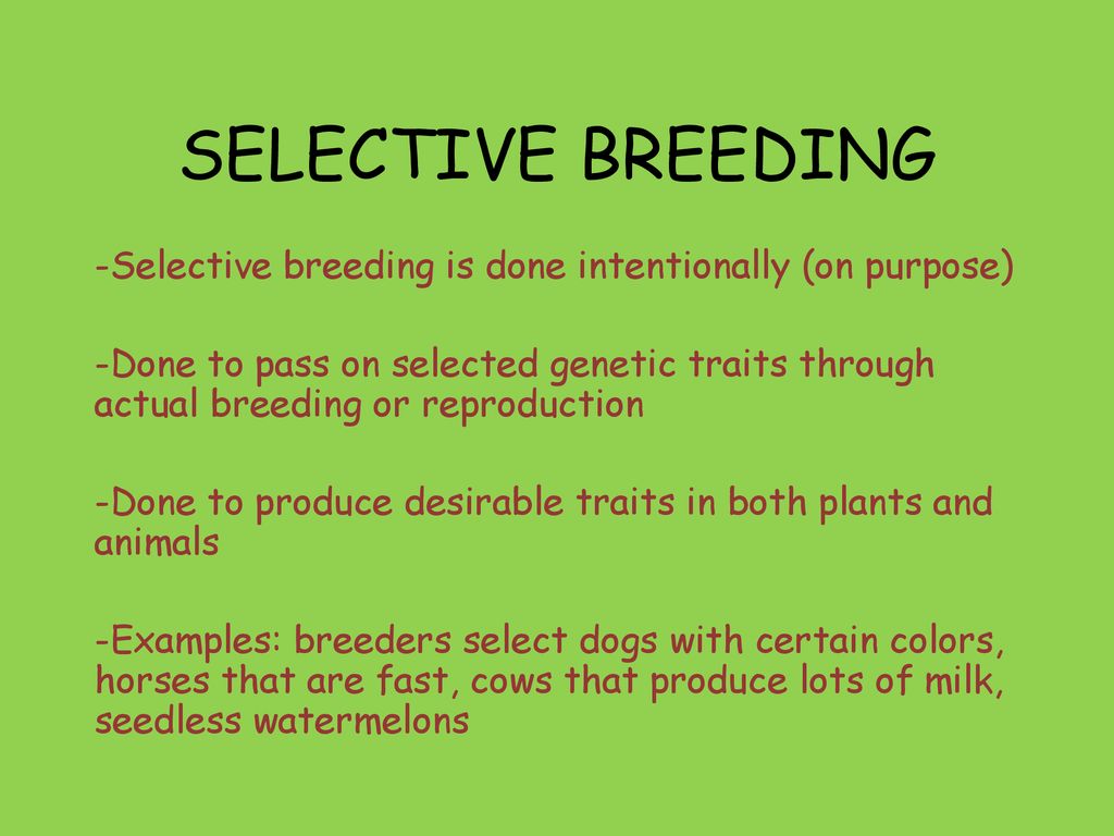 SELECTIVE BREEDING. - ppt download