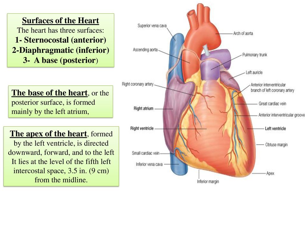 diaphragmatic surface of heart