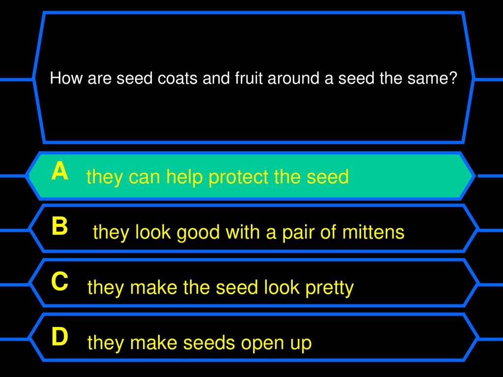 How are seed coats and fruit around a seed the same