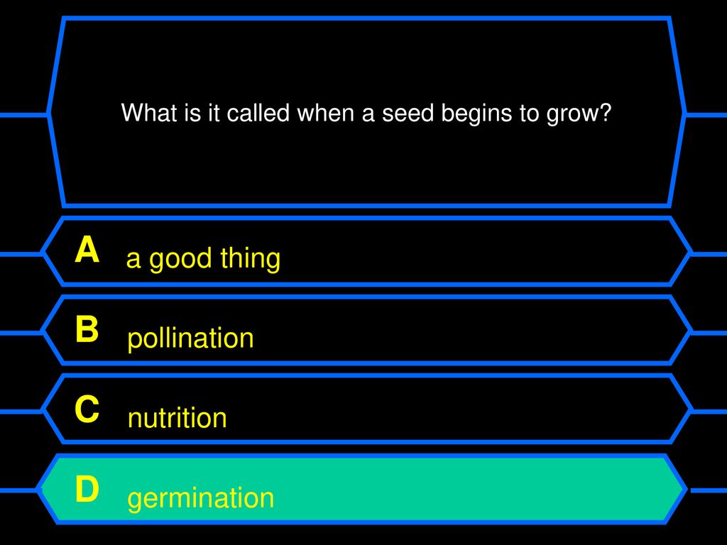 What is it called when a seed begins to grow